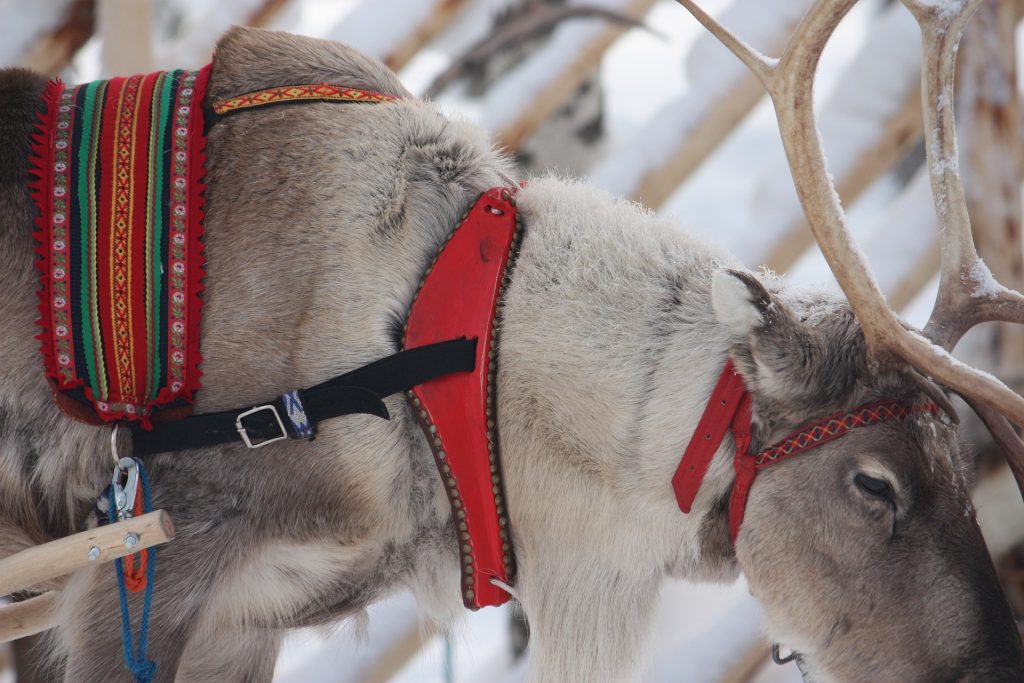 Poro Rovaniemellä